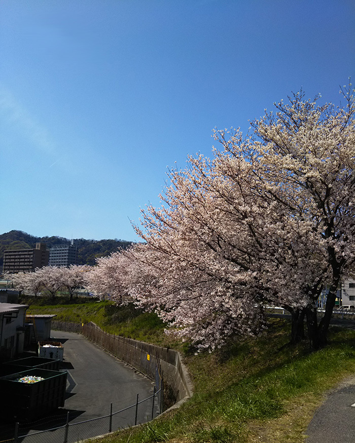 広島新幹線倉庫の桜_f0098513_20174517.jpg