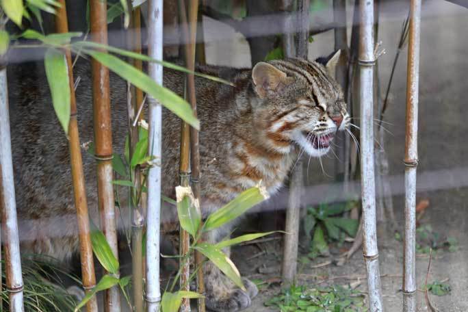 ツシマヤマネコ「もも」～放飼場が倍増に！！（井の頭自然文化園）【後編】_b0355317_21533262.jpg