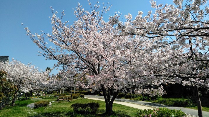 桜並木の散歩道 福岡主婦の旅 食 生活