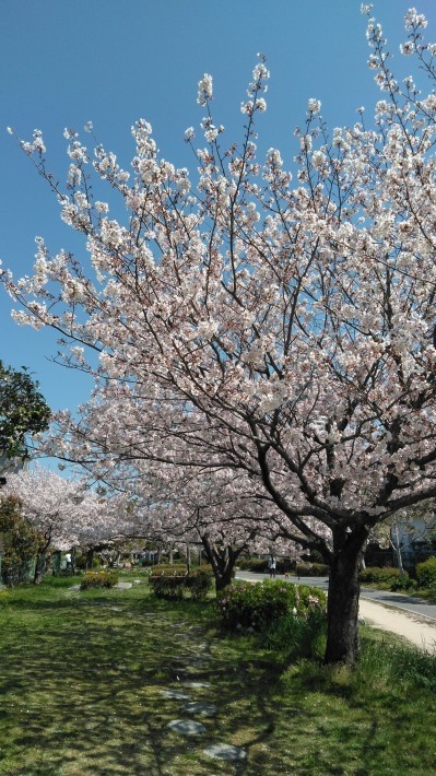 桜並木の散歩道 福岡主婦の旅 食 生活 桜並木の散歩道 福岡主婦の旅 食 生活