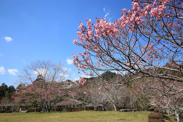 野原公園散策(その1)(撮影:3月20日)_e0321325_19302291.jpg