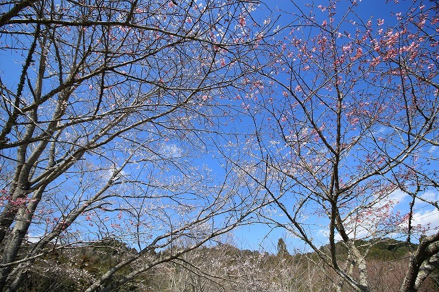 野原公園散策(その1)(撮影:3月20日)_e0321325_19303410.jpg