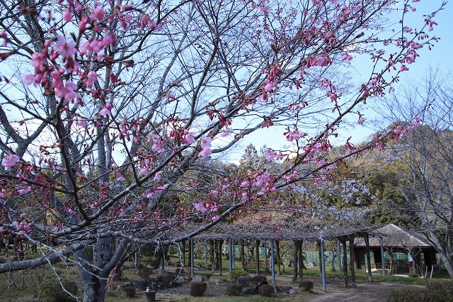 野原公園散策(その1)(撮影:3月20日)_e0321325_19304693.jpg