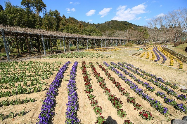 野原公園散策(その1)(撮影:3月20日)_e0321325_19310092.jpg