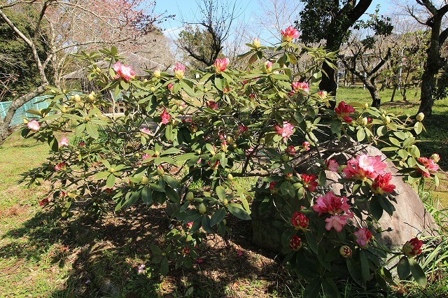 野原公園散策(その1)(撮影:3月20日)_e0321325_19313694.jpg