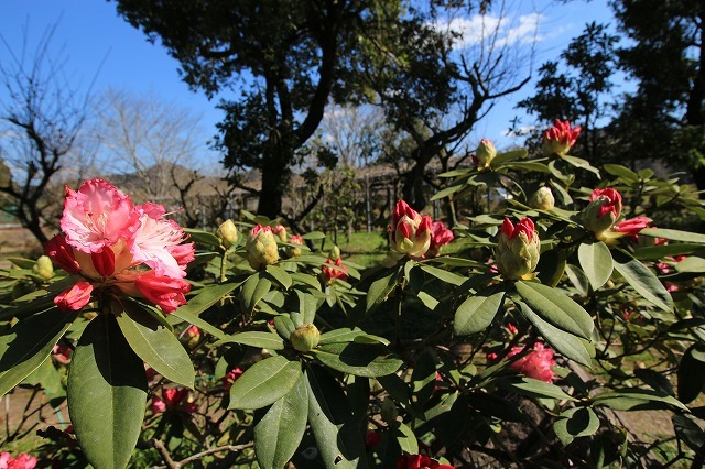 野原公園散策(その1)(撮影:3月20日)_e0321325_19315409.jpg