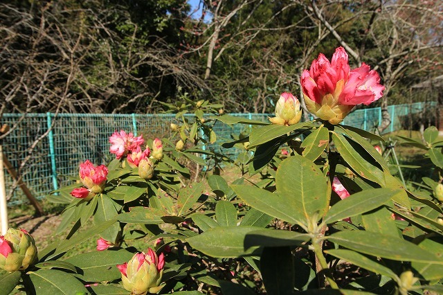 野原公園散策(その1)(撮影:3月20日)_e0321325_19330443.jpg