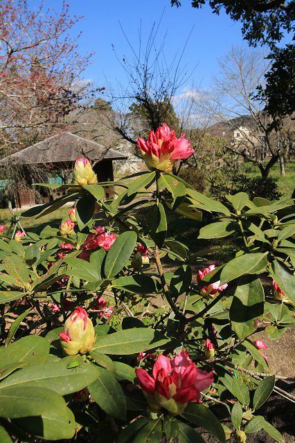 野原公園散策(その1)(撮影:3月20日)_e0321325_19331925.jpg