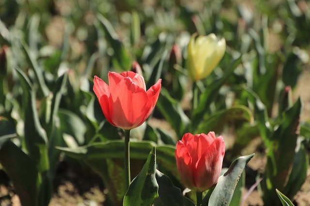 野原公園散策(その1)(撮影:3月20日)_e0321325_19333260.jpg