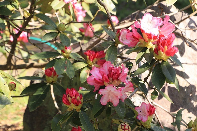 野原公園散策(その2)(撮影:3月20日)_e0321325_19455402.jpg