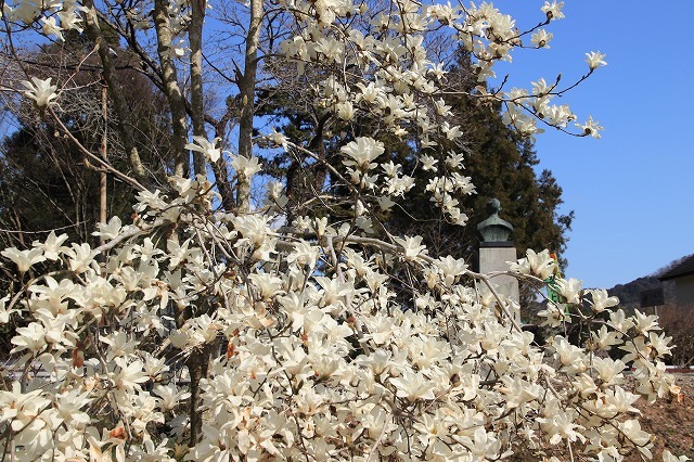 野原公園散策(その2)(撮影:3月20日)_e0321325_19503794.jpg