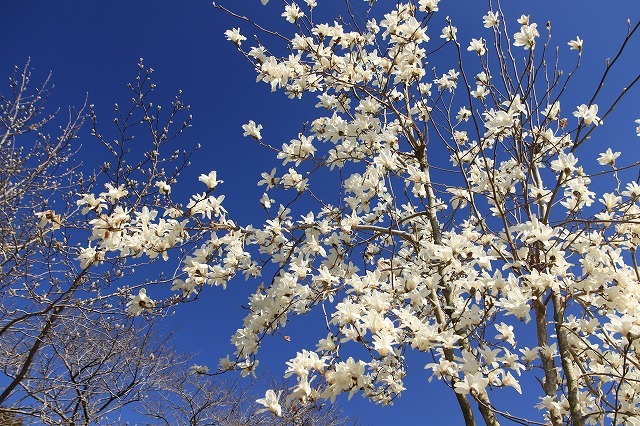 野原公園散策(その2)(撮影:3月20日)_e0321325_19505146.jpg