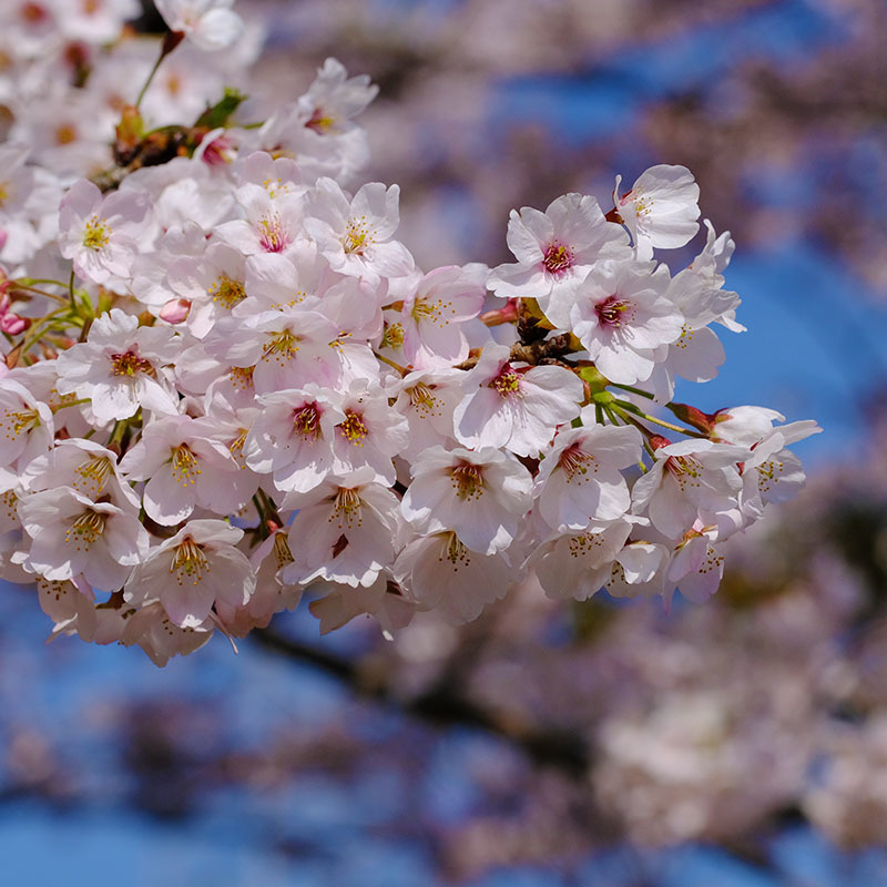 桜は景勝地だけにあらず_c0211429_06501847.jpg