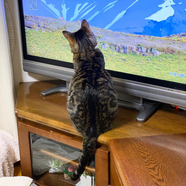 テレビっ子_d0355333_23415267.jpg