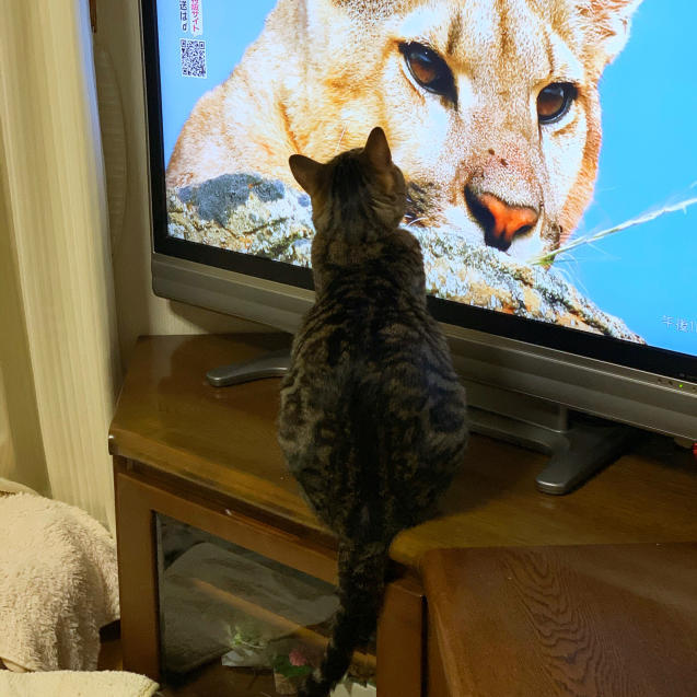 テレビっ子_d0355333_23415499.jpg