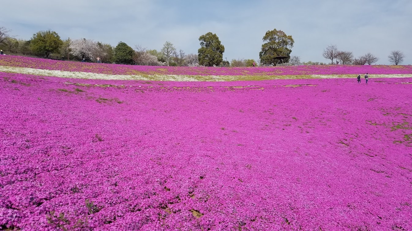 おおた芝桜祭りは無いけど開花中 群馬県太田市 おおた芝桜祭りは無いけど開花中 群馬県太田市