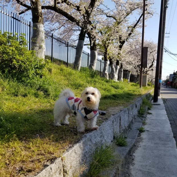 お花見散歩🐾_f0034444_21420248.jpg
