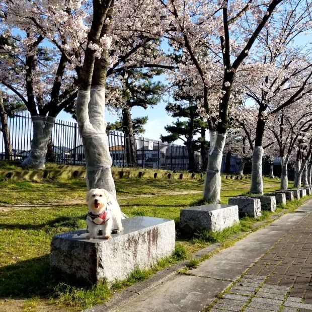 お花見散歩🐾_f0034444_21423595.jpg