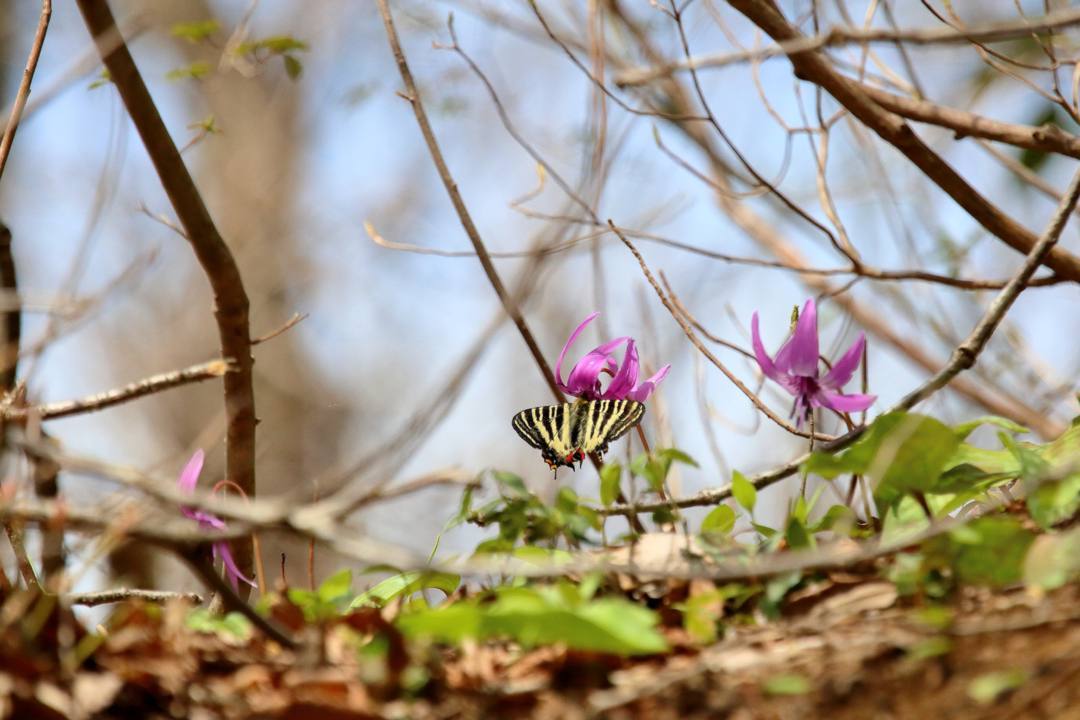 秘密の花園_e0403850_16584421.jpg