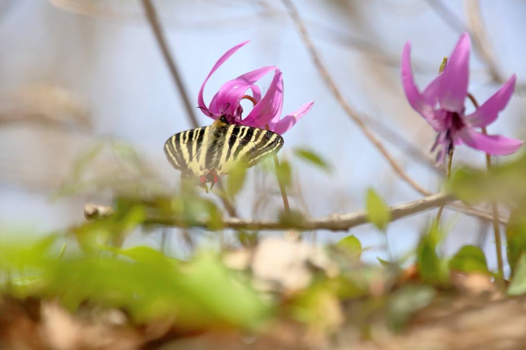 秘密の花園_e0403850_16585149.jpg