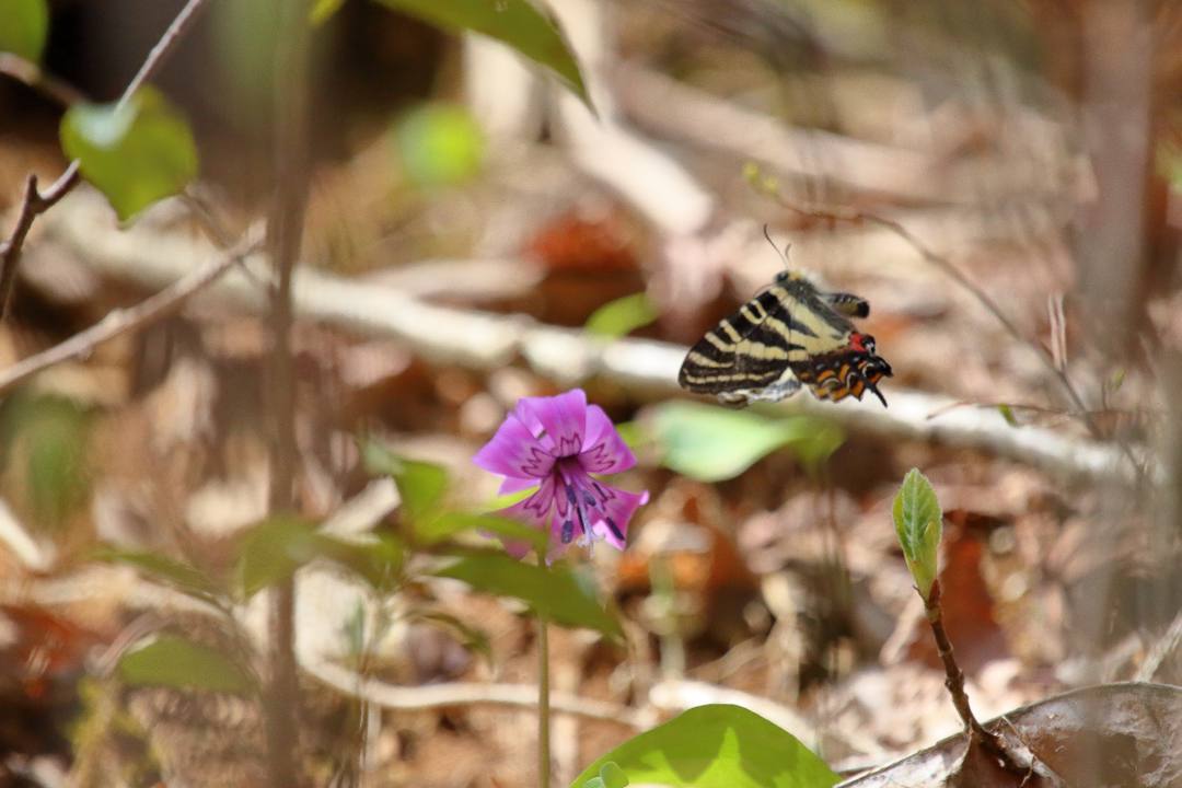 秘密の花園_e0403850_16585521.jpg