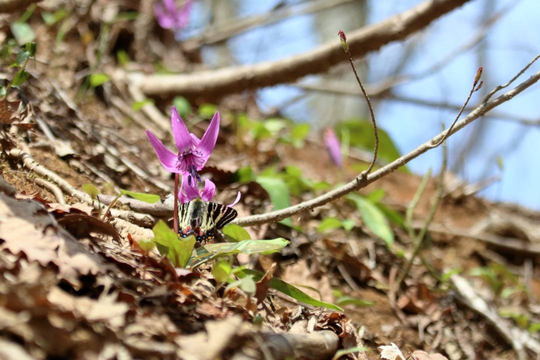 秘密の花園_e0403850_16593987.jpg