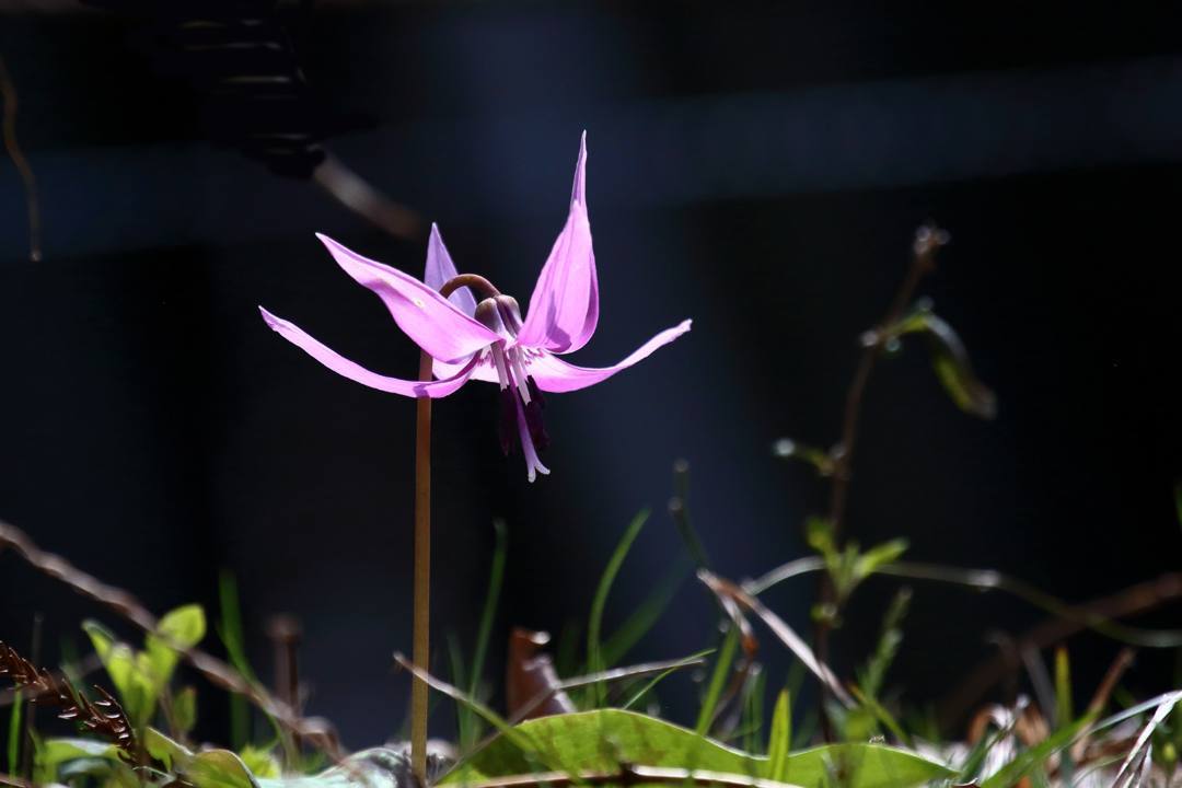 秘密の花園_e0403850_19335024.jpg