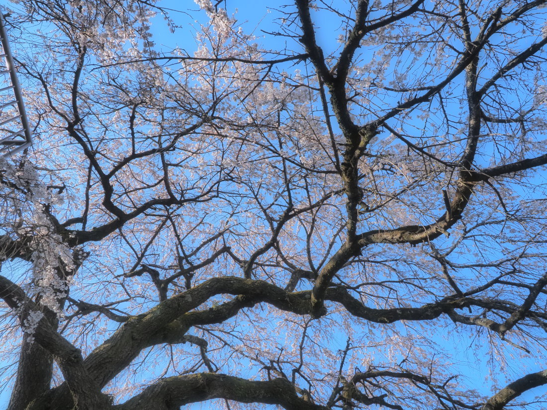 桜 10　　　奈良県_d0286954_05192378.jpg