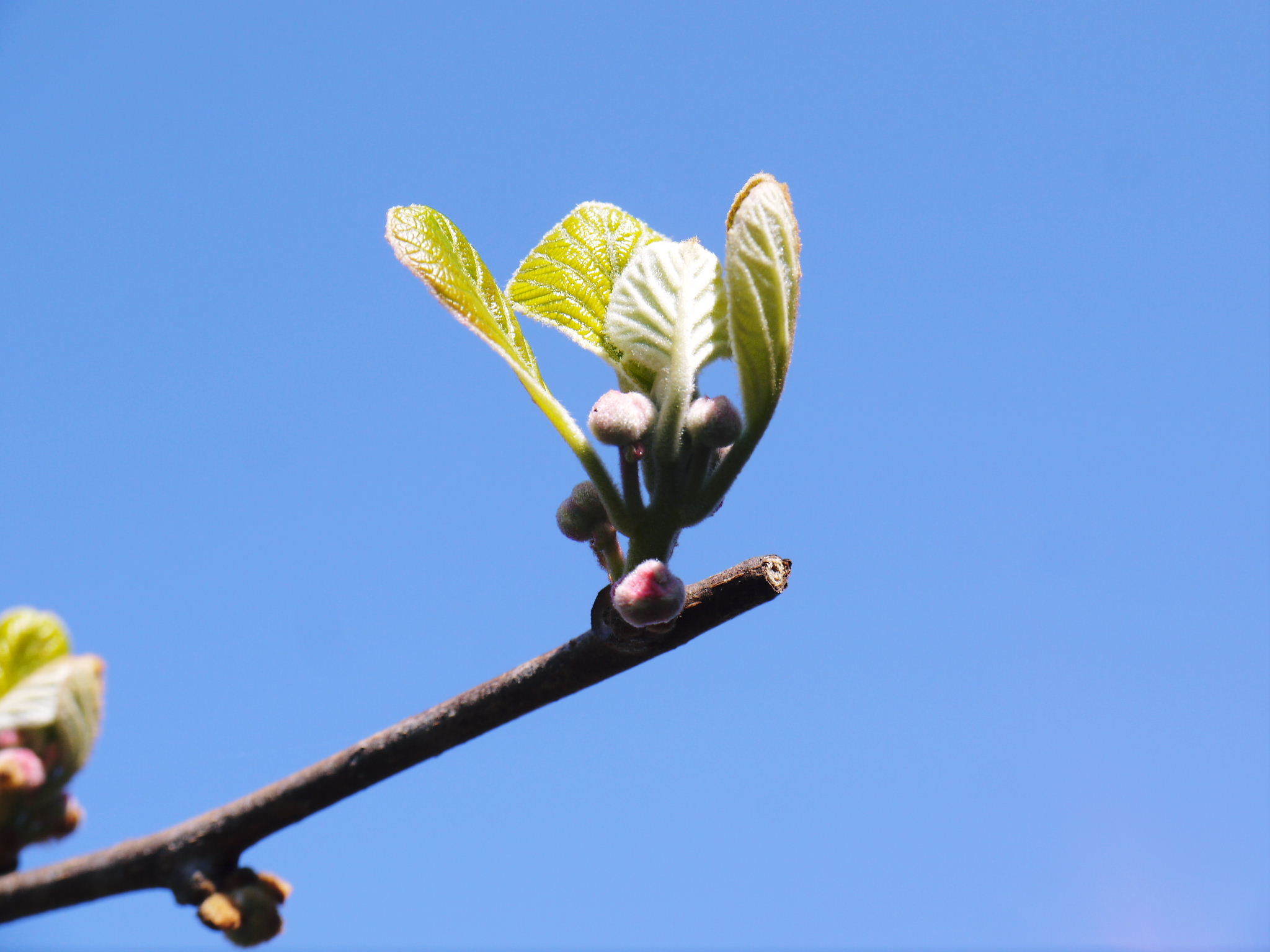 キウイの芽吹き(2020) 今年も完全無農薬、無化学肥料で育てます!_a0254656_16572099.jpg