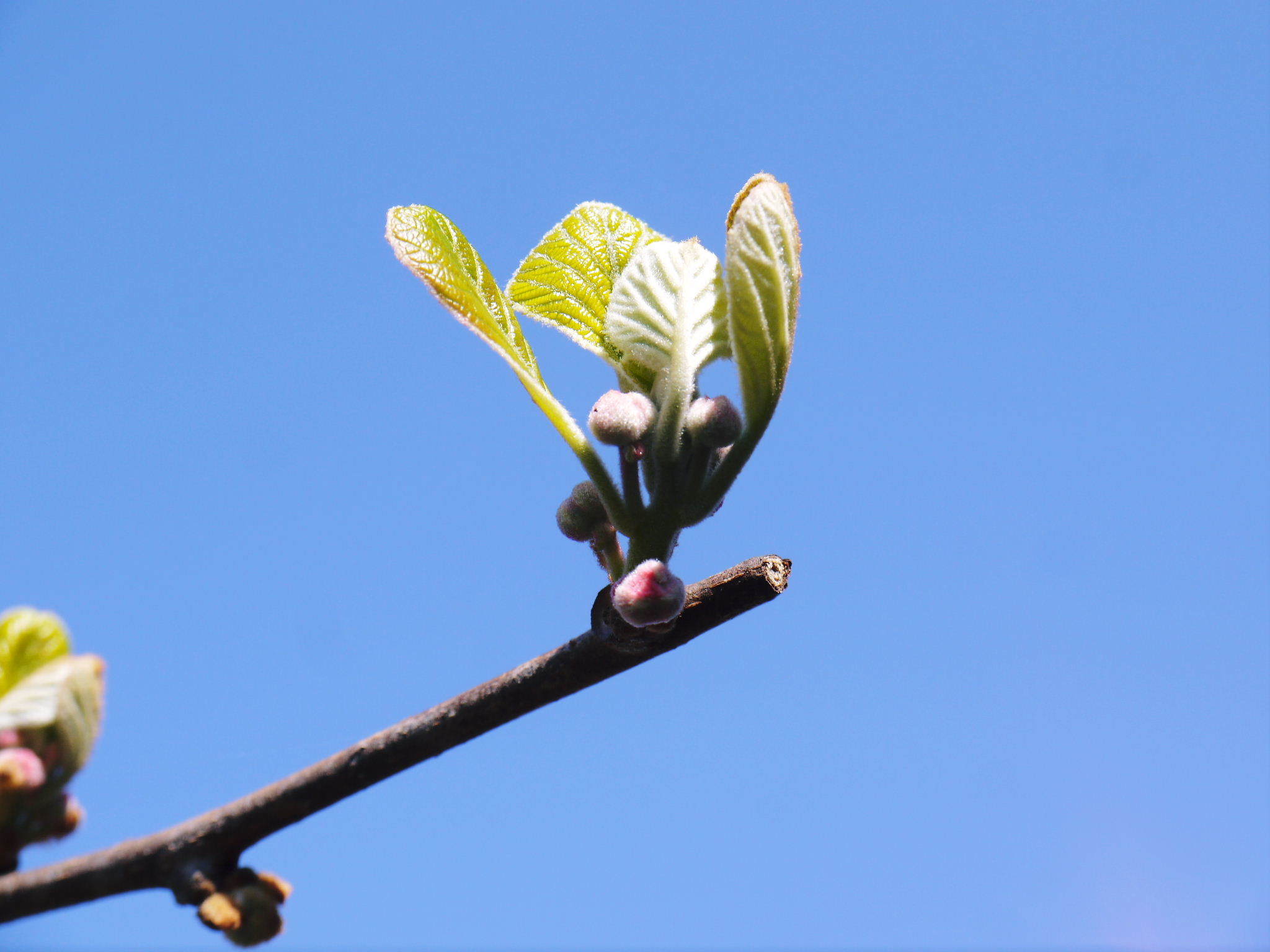 キウイの芽吹き（2020）　今年も完全無農薬、無化学肥料で育てます！_a0254656_16572099.jpg