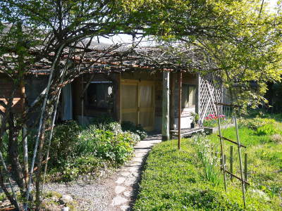キウイの芽吹き(2020) 今年も完全無農薬、無化学肥料で育てます!_a0254656_17012391.jpg