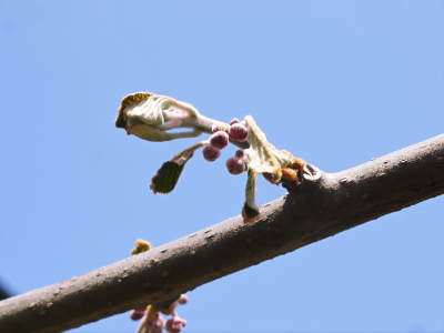 キウイの芽吹き(2020) 今年も完全無農薬、無化学肥料で育てます!_a0254656_17512243.jpg