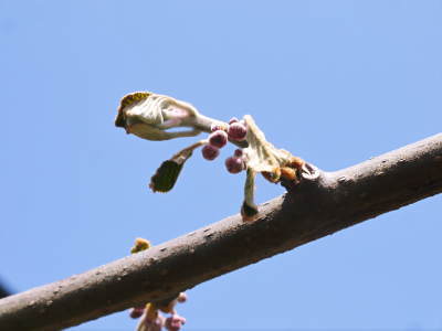 キウイの芽吹き（2020）　今年も完全無農薬、無化学肥料で育てます！_a0254656_17512243.jpg