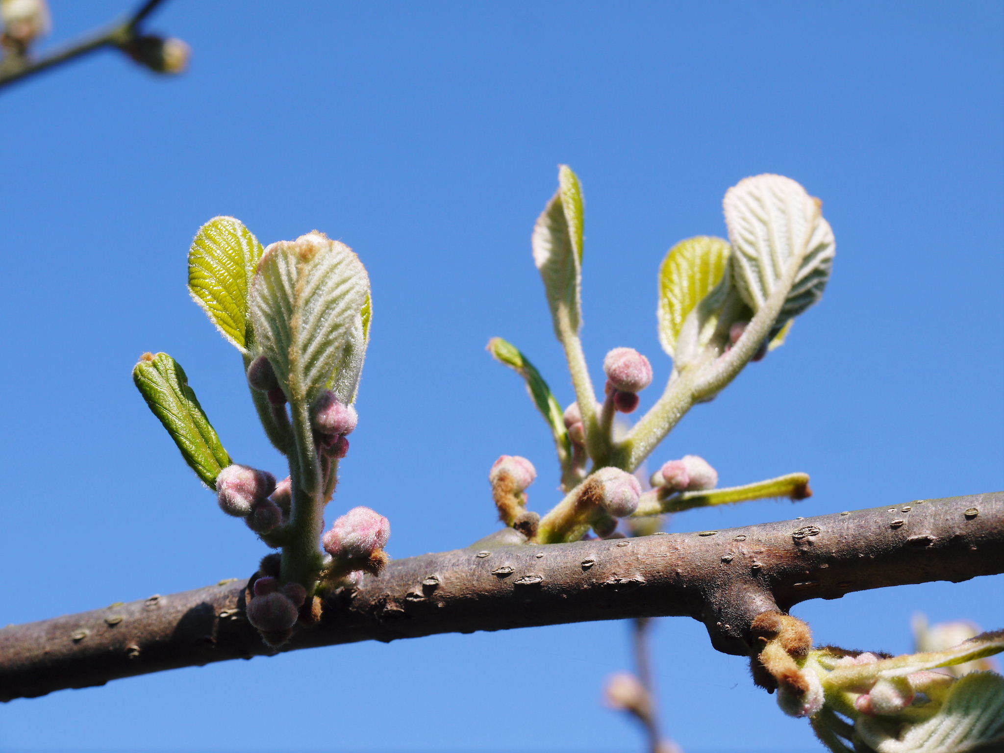 キウイの芽吹き（2020）　今年も完全無農薬、無化学肥料で育てます！_a0254656_17565308.jpg