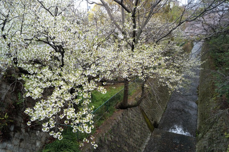 青谷川沿いの桜 @神戸市灘区 王子公園_b0063958_21252518.jpg