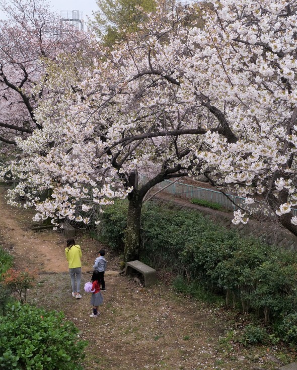 青谷川沿いの桜 @神戸市灘区 王子公園_b0063958_21273981.jpg
