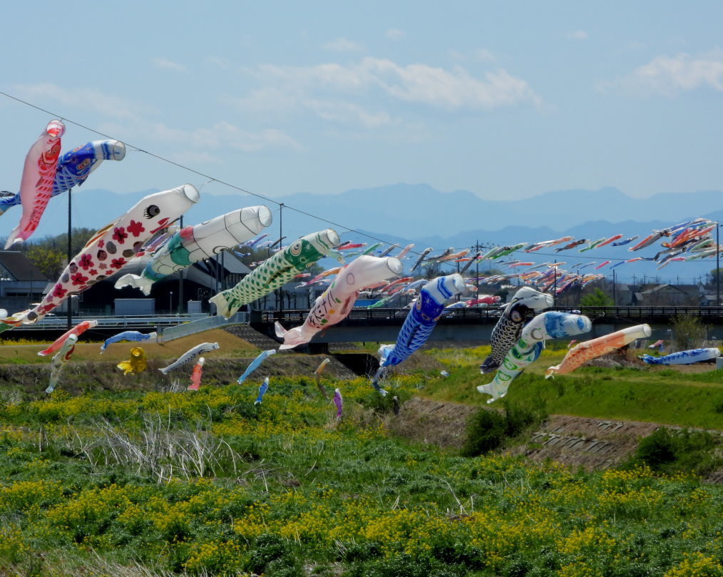 青い空に香る風 とくれば・・・・鯉のぼり_c0305565_17291985.jpg