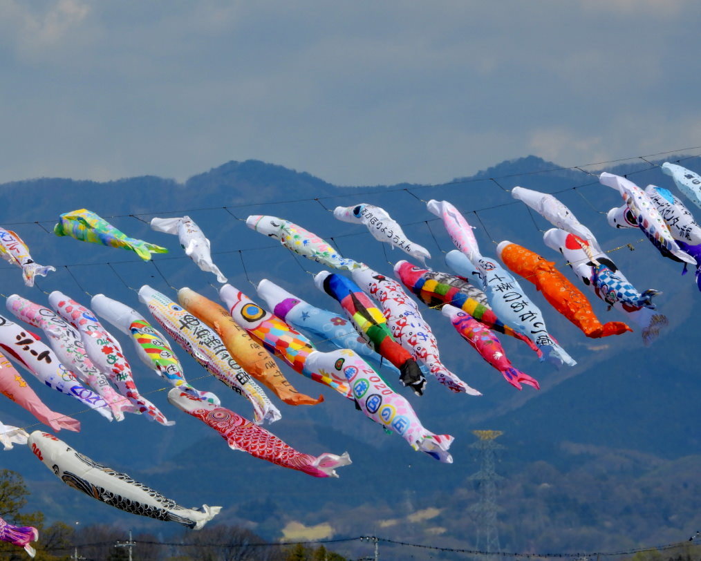 青い空に香る風 とくれば・・・・鯉のぼり_c0305565_17301654.jpg