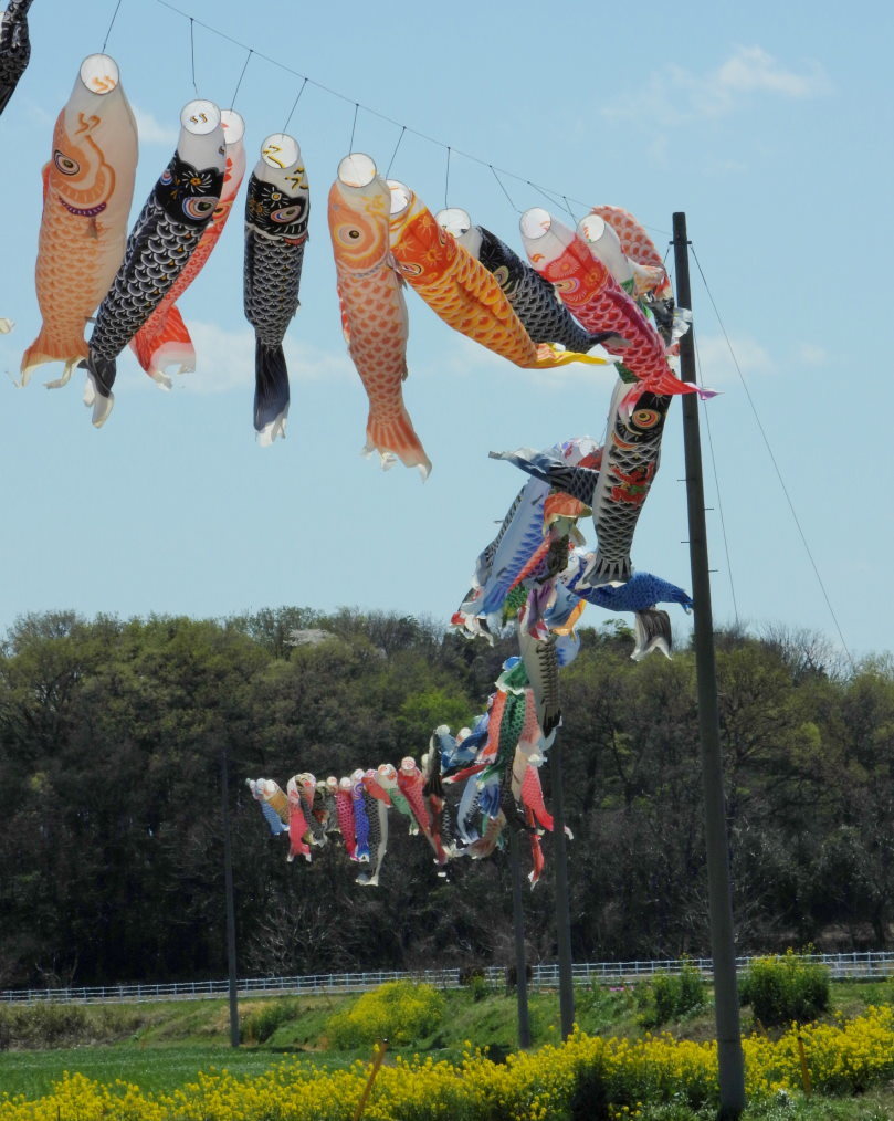 青い空に香る風 とくれば・・・・鯉のぼり_c0305565_17305526.jpg