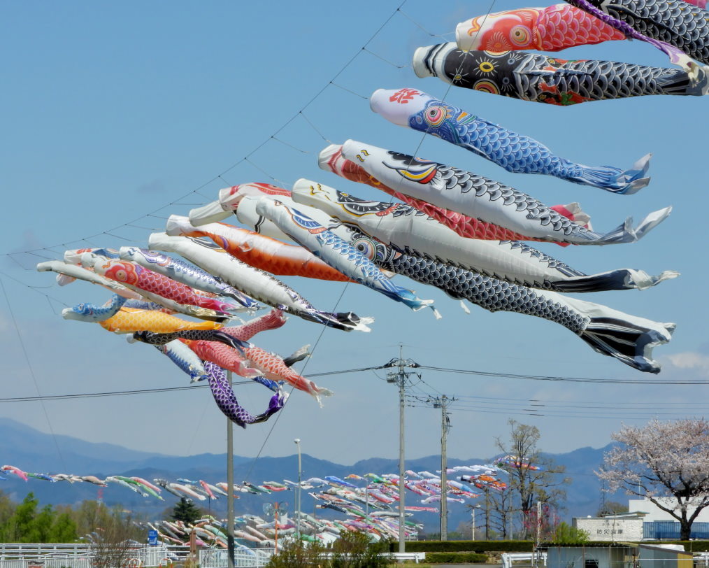 青い空に香る風 とくれば・・・・鯉のぼり_c0305565_17311425.jpg