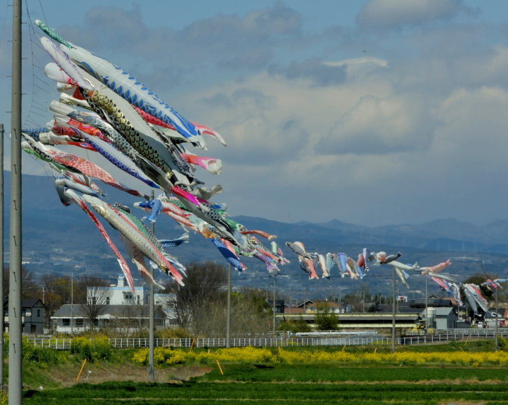 青い空に香る風 とくれば・・・・鯉のぼり_c0305565_17313414.jpg