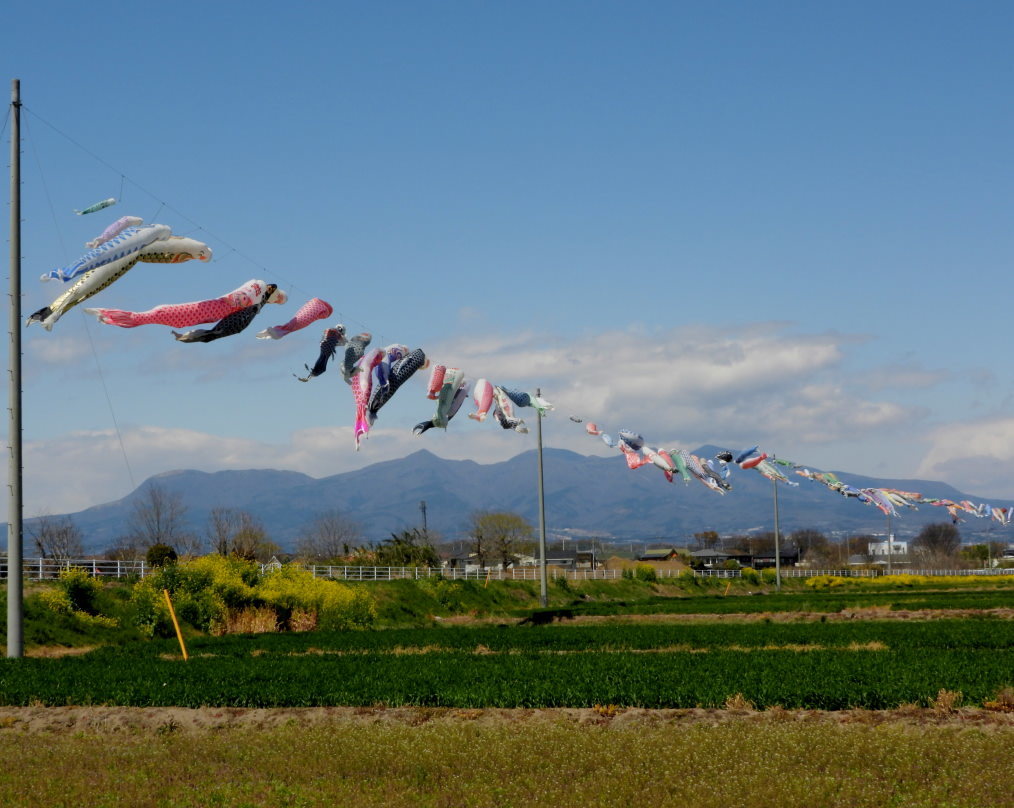 青い空に香る風 とくれば・・・・鯉のぼり_c0305565_17314977.jpg