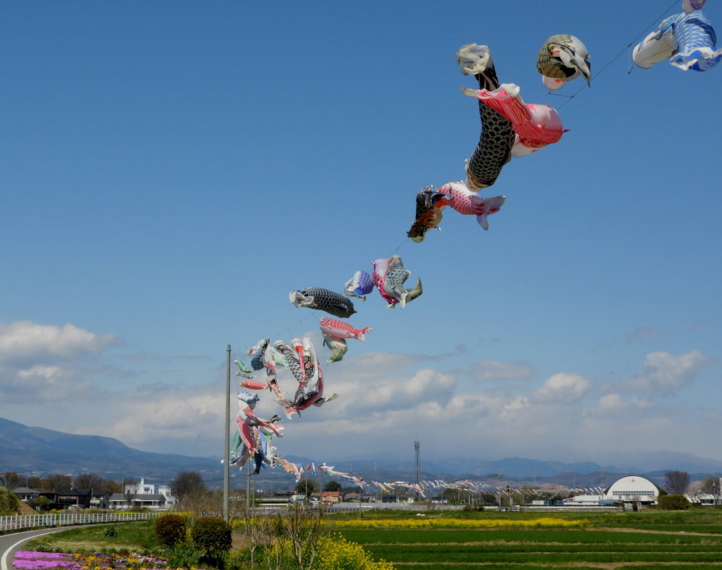 青い空に香る風 とくれば・・・・鯉のぼり_c0305565_17320378.jpg