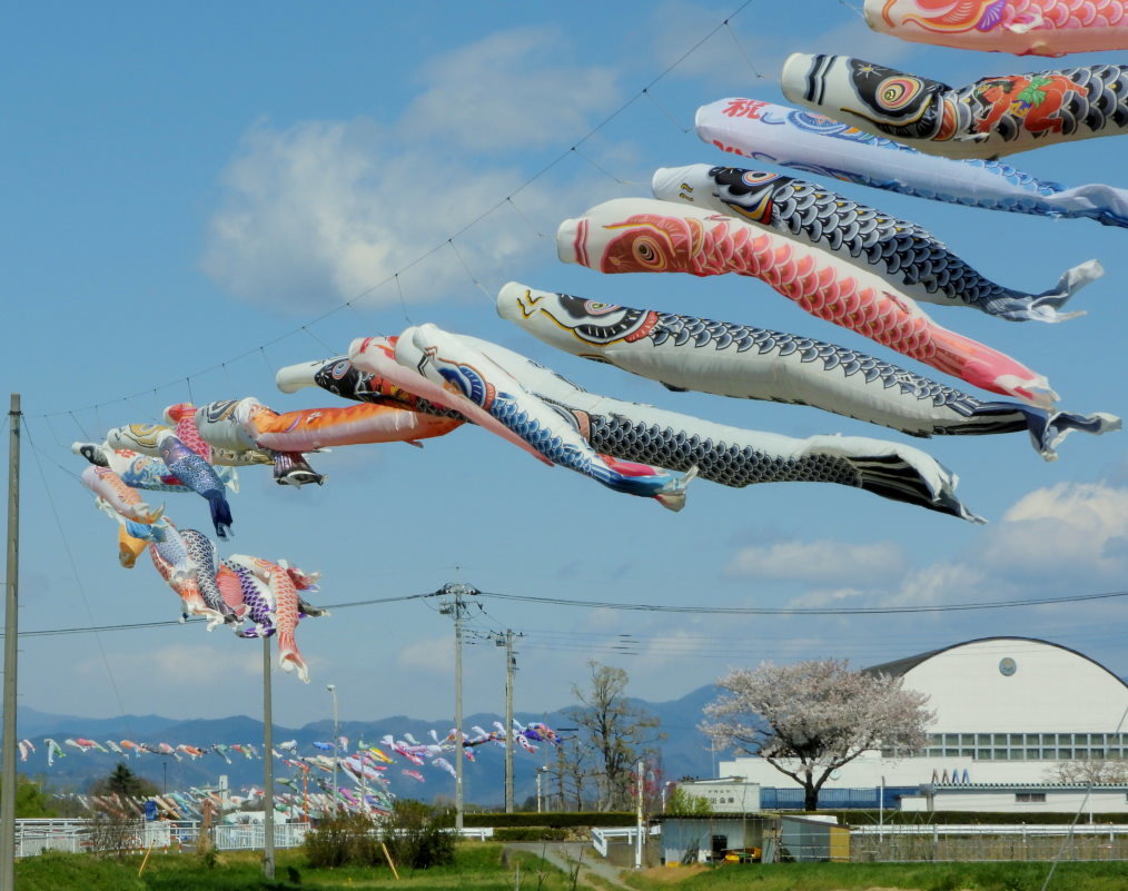 青い空に香る風 とくれば・・・・鯉のぼり_c0305565_17322011.jpg