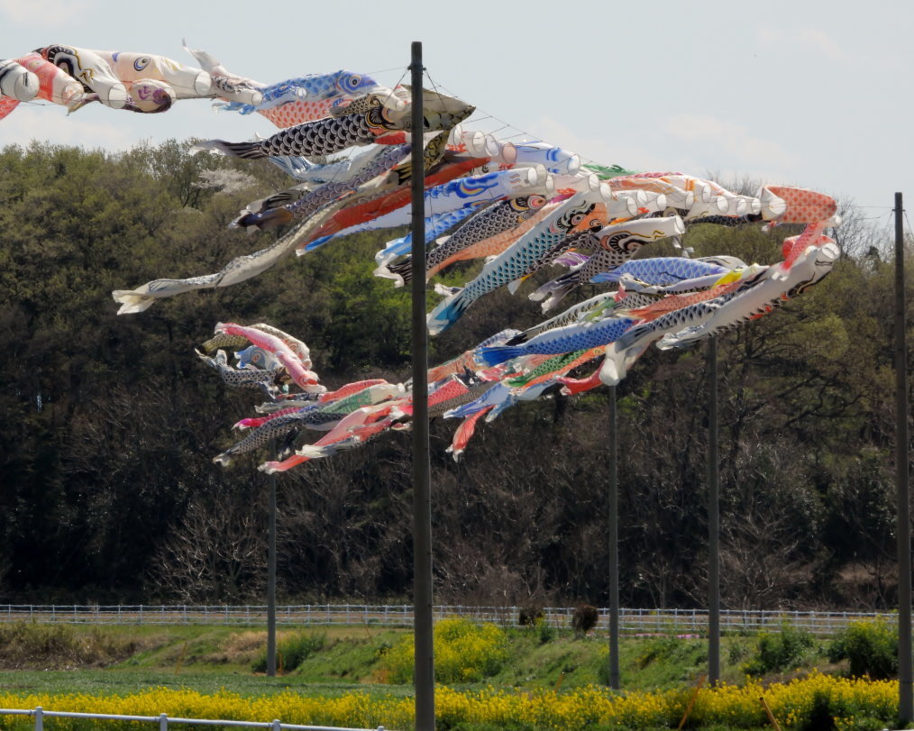 青い空に香る風 とくれば・・・・鯉のぼり_c0305565_17325796.jpg