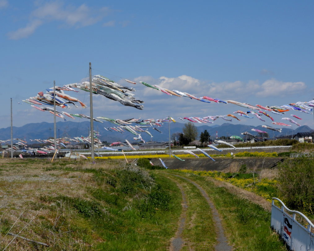 青い空に香る風 とくれば・・・・鯉のぼり_c0305565_17331367.jpg