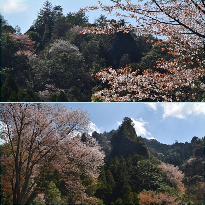 深倉峡 岳滅鬼山周回縦走 咲き誇るヤマザクラとゲンカイツツジの景 そうだ 山に登ろう