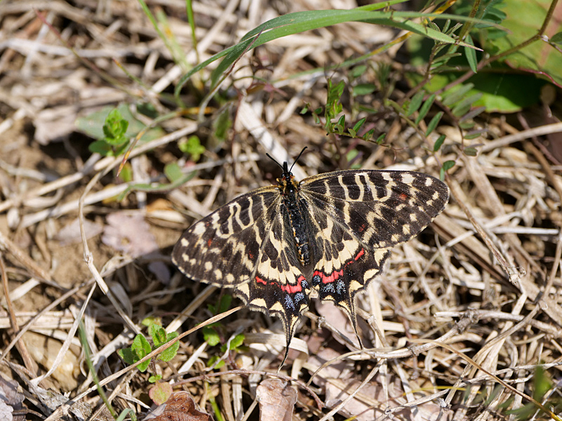 ホソオチョウ＆ウスバシロチョウ発生確認_f0199866_18435975.jpg