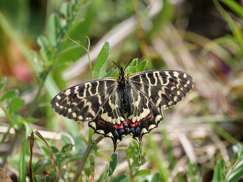 ホソオチョウ＆ウスバシロチョウ発生確認_f0199866_18440889.jpg