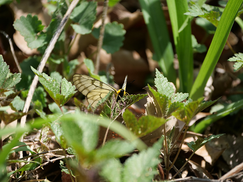 ホソオチョウ＆ウスバシロチョウ発生確認_f0199866_19261069.jpg